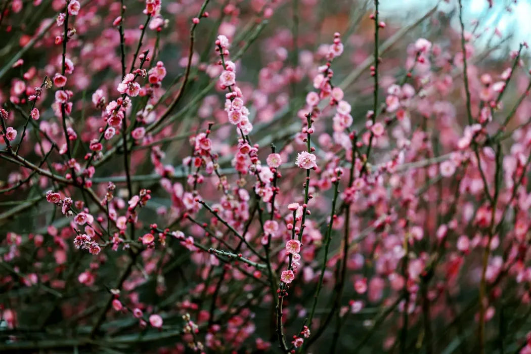 Nature and Observation as Creative Catalysts Gardens, Abstraction, and Art: Exploring Nature and Creativity