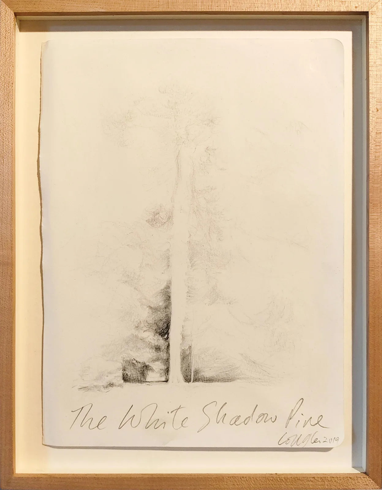 alephcontemporary-colin-glen-the-white-shadow-pine-2019_b6ef3cc4-6397-4cc1-8247-e56507638793.webp