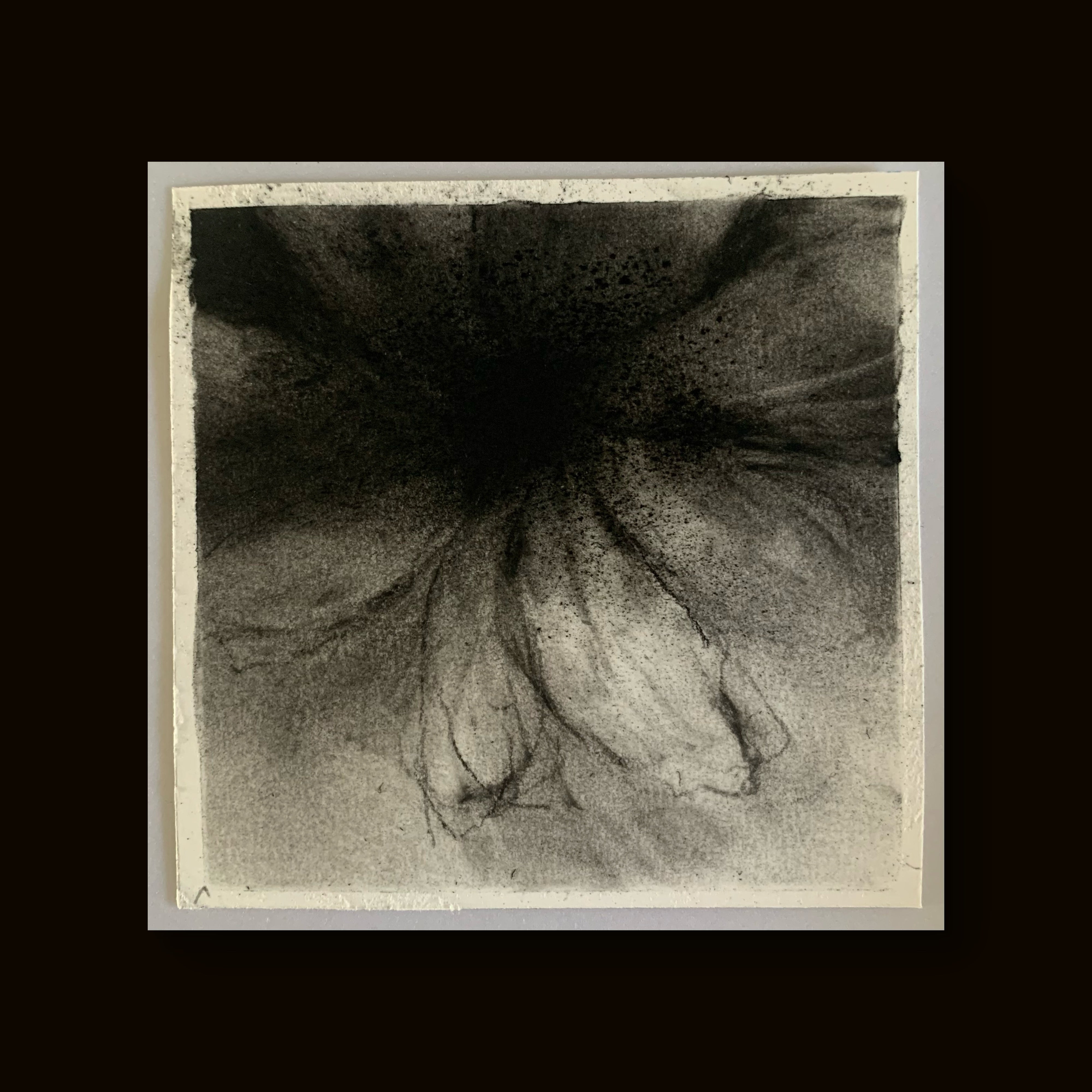 Flower Head Drawing by Mark Stopforth